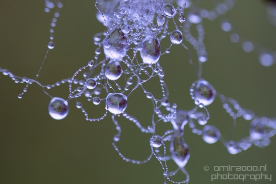 005Macro_photography_dew_drops_droplet_nature_photography_020.JPG