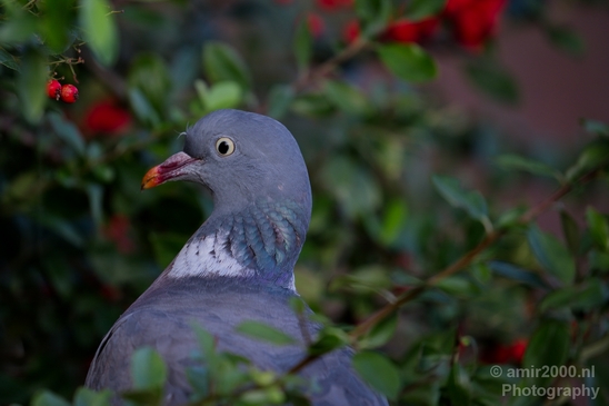 017Pigeon_portrait_nature_photography_25.JPG