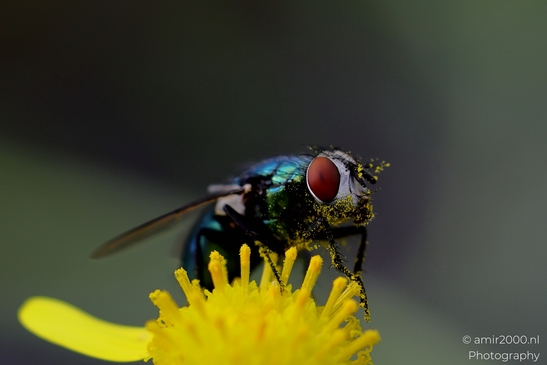 Green Bottle Fly On Yellow Ragwort Blossoms Animal Photography Macro Photography Canon EOS R5 Mark II 2025 003