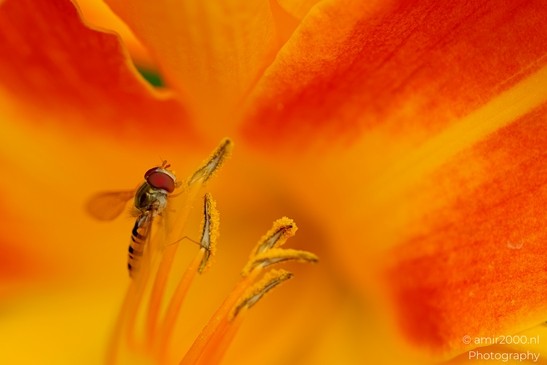 Hoverfly On Orange Daylily Stamens Flower Photography Macro Photography Canon EOS R5 Mark II 2025 001
