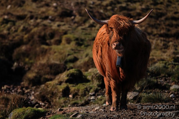 The Hairy Coo Scottish Highlands Cow In The Isle Of Skye Scotland Animal Photography Nature Photography Canon EOS R5 Mark II 2026 018