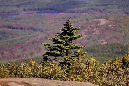 Acadia_National_Park_Maine_Fall_USA_Nature_Photography_052_Canon_EOS_7D.JPG