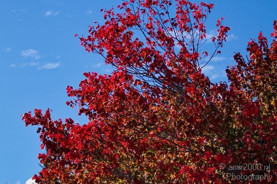 Acadia_National_Park_Maine_Fall_USA_Nature_Photography_098_Canon_EOS_7D.JPG