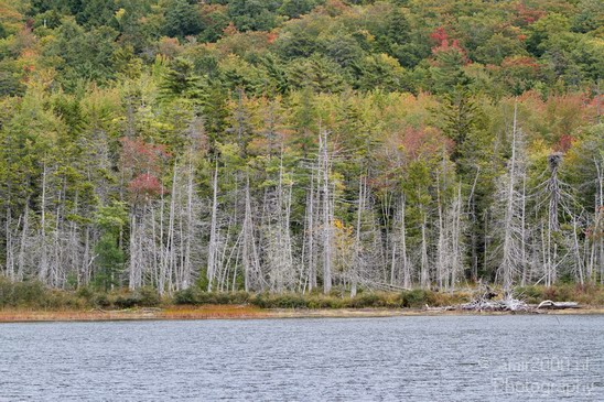 Acadia_National_Park_Maine_Fall_USA_Nature_Photography_117_Canon_EOS_7D.JPG
