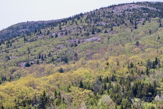 Acadia_National_Park_Maine_USA_nature_Photography_016_Canon_EOS_7D.JPG
