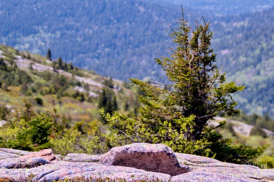 Acadia_National_Park_Maine_USA_nature_Photography_025_Canon_EOS_7D.JPG