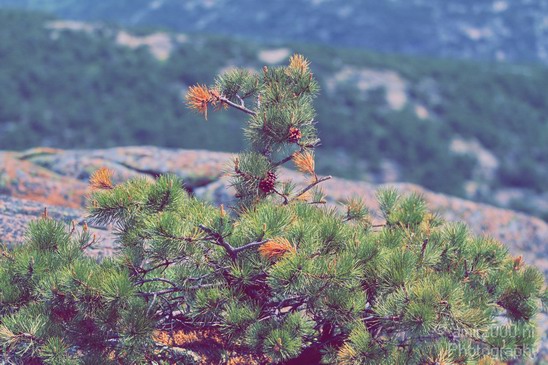 Acadia_National_Park_Maine_USA_nature_Photography_032_Canon_EOS_7D.JPG