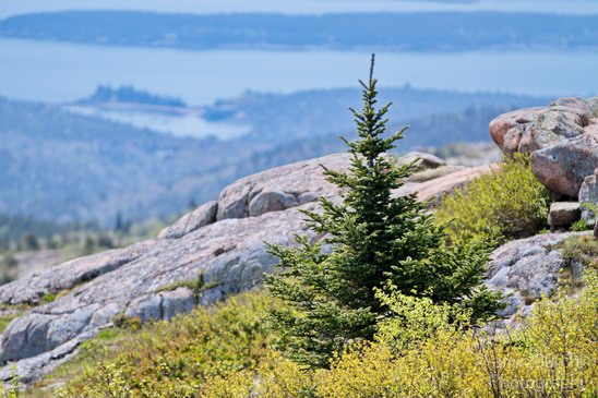 Acadia_National_Park_Maine_USA_nature_Photography_039_Canon_EOS_7D.JPG