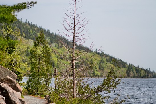 Acadia_National_Park_Maine_USA_nature_Photography_076_Canon_EOS_7D.JPG