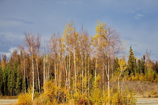 Alaska_landscape_nature_fall_autumn_Photography_Usa_002_Canon_EOS_5D_Mark_IV.JPG