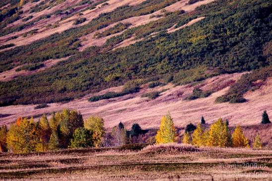Alaska_landscape_nature_fall_autumn_Usa_Photography_083_Canon_EOS_5D_Mark_IV.JPG