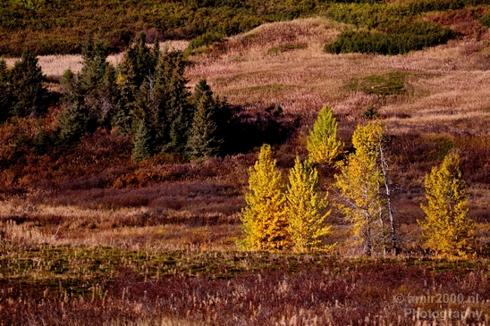 Alaska_landscape_nature_fall_autumn_Usa_Photography_087_Canon_EOS_5D_Mark_IV.JPG