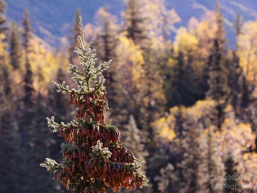 Alaska_landscape_nature_fall_autumn_Usa_Photography_090_Canon_EOS_5D_Mark_IV.JPG