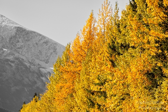 Alaska_landscape_nature_fall_autumn_Usa_Photography_108_Canon_EOS_5D_Mark_IV.JPG