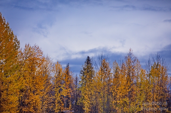 Alaska_landscape_nature_fall_autumn_Usa_Photography_126_Canon_EOS_5D_Mark_IV.JPG