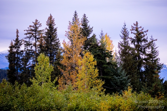 Alaska_landscape_nature_fall_autumn_Usa_Photography_207_Canon_EOS_5D_Mark_IV.JPG