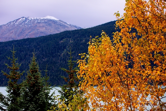 Alaska_landscape_nature_fall_autumn_Usa_Photography_217_Canon_EOS_5D_Mark_IV.JPG