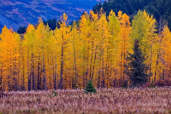 Alaska_landscape_nature_fall_autumn_Usa_Photography_239_Canon_EOS_5D_Mark_IV.JPG