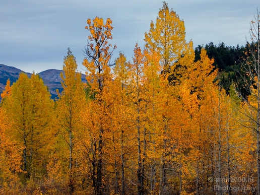 Alaska_landscape_nature_fall_autumn_Usa_Photography_240_Canon_EOS_5D_Mark_IV.JPG