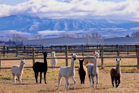 Alpaca_Lama_pacos_nature_Idaho_Falls_USA_Photography_001_Canon_EOS_5D_Mark_IV.JPG