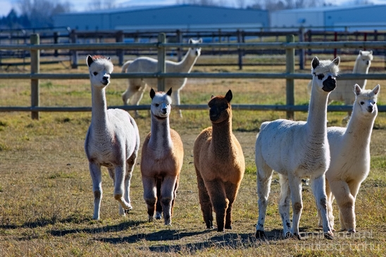 Alpaca_Lama_pacos_nature_Idaho_Falls_USA_Photography_002_Canon_EOS_5D_Mark_IV.JPG