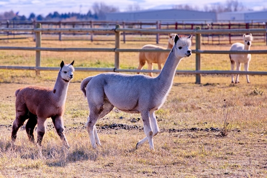 Alpaca_Lama_pacos_nature_Idaho_Falls_USA_Photography_003_Canon_EOS_5D_Mark_IV.JPG