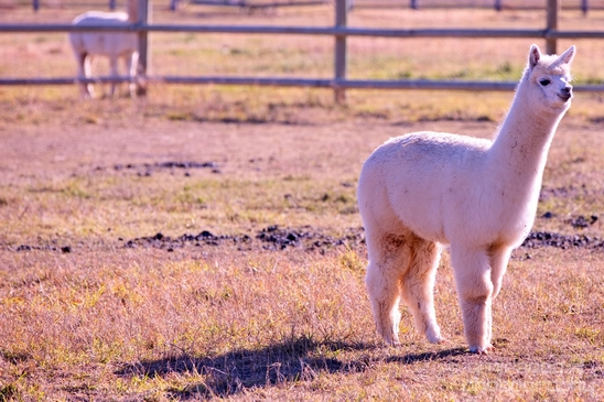 Alpaca_Lama_pacos_nature_Idaho_Falls_USA_Photography_004_Canon_EOS_5D_Mark_IV.JPG