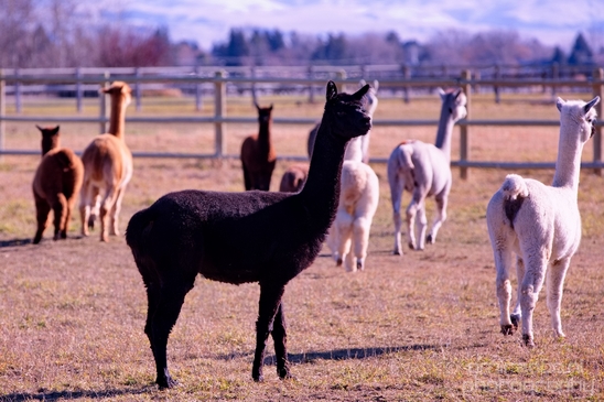 Alpaca_Lama_pacos_nature_Idaho_Falls_USA_Photography_006_Canon_EOS_5D_Mark_IV.JPG