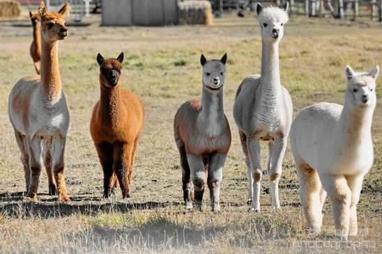 Alpaca_Lama_pacos_nature_Idaho_Falls_USA_Photography_007_Canon_EOS_5D_Mark_IV.JPG