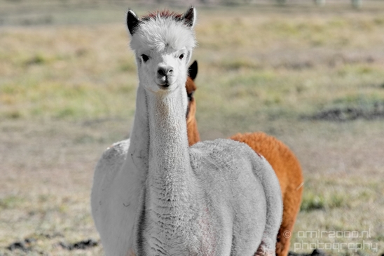 Alpaca_Lama_pacos_nature_Idaho_Falls_USA_Photography_008_Canon_EOS_5D_Mark_IV.JPG