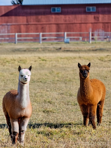 Alpaca_Lama_pacos_nature_Idaho_Falls_USA_Photography_009_Canon_EOS_5D_Mark_IV.JPG