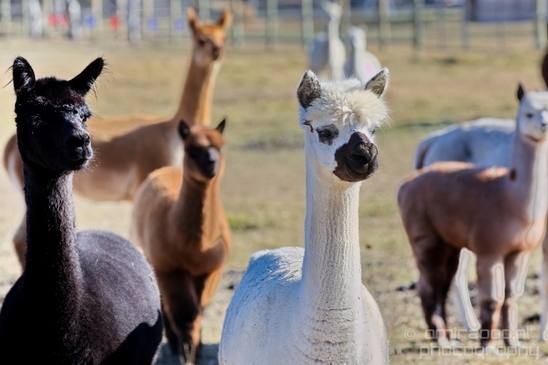 Alpaca_Lama_pacos_nature_Idaho_Falls_USA_Photography_010_Canon_EOS_5D_Mark_IV.JPG
