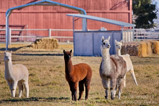 Alpaca_Lama_pacos_nature_Idaho_Falls_USA_Photography_011_Canon_EOS_5D_Mark_IV.JPG
