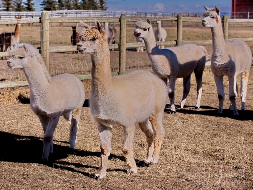 Alpaca_Lama_pacos_nature_Idaho_Falls_USA_Photography_013_Canon_EOS_5D_Mark_IV.JPG