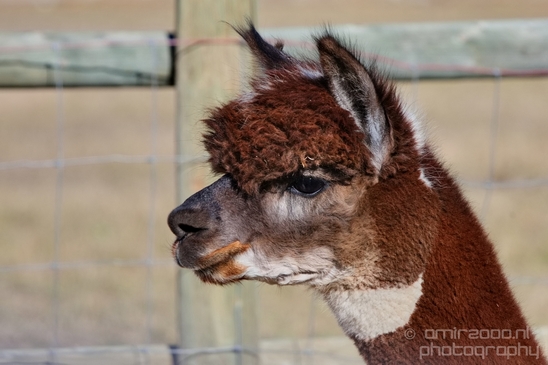 Alpaca_Lama_pacos_nature_Idaho_Falls_USA_Photography_014_Canon_EOS_5D_Mark_IV.JPG