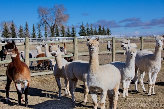 Alpaca_Lama_pacos_nature_Idaho_Falls_USA_Photography_015_Canon_EOS_5D_Mark_IV.JPG