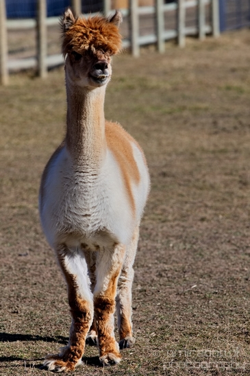 Alpaca_Lama_pacos_nature_Idaho_Falls_USA_Photography_016_Canon_EOS_5D_Mark_IV.JPG
