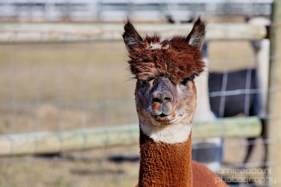 Alpaca_Lama_pacos_nature_Idaho_Falls_USA_Photography_017_Canon_EOS_5D_Mark_IV.JPG