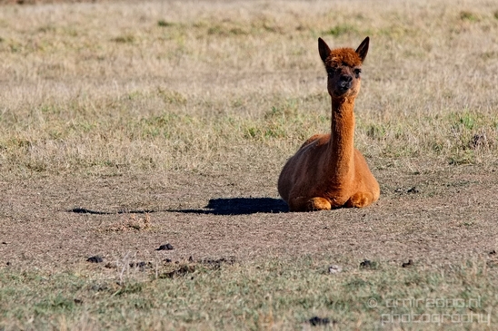 Alpaca_Lama_pacos_nature_Idaho_Falls_USA_Photography_018_Canon_EOS_5D_Mark_IV.JPG