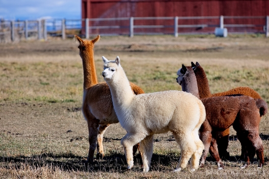 Alpaca_Lama_pacos_nature_Idaho_Falls_USA_Photography_019_Canon_EOS_5D_Mark_IV.JPG