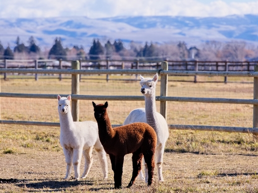 Alpaca_Lama_pacos_nature_Idaho_Falls_USA_Photography_020_Canon_EOS_5D_Mark_IV.JPG
