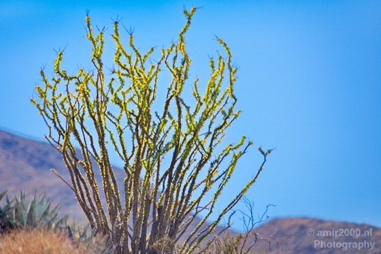 Anza_Borrego_Desert_State_Park_California_landscape_nature_fall_autumn_Photography_Usa_002_Canon_EOS_5D_Mark_IV.JPG