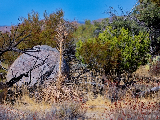Anza_Borrego_Desert_State_Park_California_landscape_nature_fall_autumn_Usa_Photography_040_Canon_EOS_5D_Mark_IV.JPG
