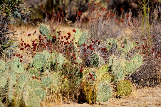 Anza_Borrego_Desert_State_Park_California_landscape_nature_fall_autumn_Usa_Photography_041_Canon_EOS_5D_Mark_IV.JPG