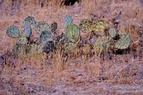 Anza_Borrego_Desert_State_Park_California_landscape_nature_fall_autumn_Usa_Photography_042_Canon_EOS_5D_Mark_IV.JPG