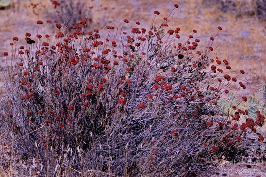 Anza_Borrego_Desert_State_Park_California_landscape_nature_fall_autumn_Usa_Photography_043_Canon_EOS_5D_Mark_IV.JPG