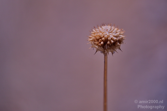 Anza_Borrego_Desert_State_Park_California_landscape_nature_fall_autumn_Usa_Photography_044_Canon_EOS_5D_Mark_IV.JPG
