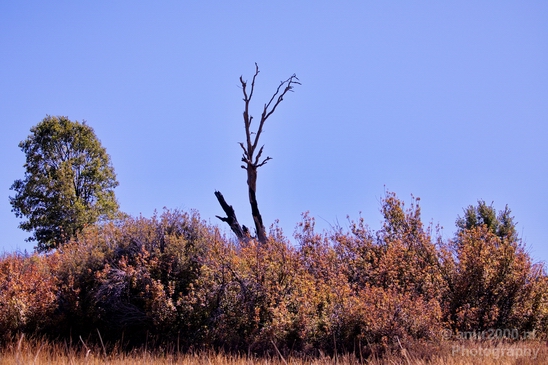 Anza_Borrego_Desert_State_Park_California_landscape_nature_fall_autumn_Usa_Photography_059_Canon_EOS_5D_Mark_IV.JPG