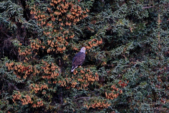 Bald_Eagle_Alaska_nature_Usa_Photography_001_Canon_EOS_5D_Mark_IV.JPG