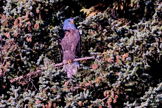 Bald_Eagle_Alaska_nature_Usa_Photography_006_Canon_EOS_5D_Mark_IV.JPG